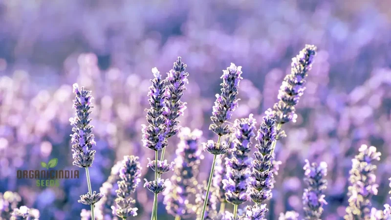 Munstead Lavender Seeds Elevate Your Gardening Experience with Fragrant Perennial Herb Blooms