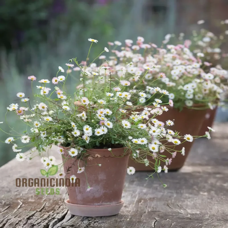 Mixed Karvinskianus Flower Seeds for Planting
