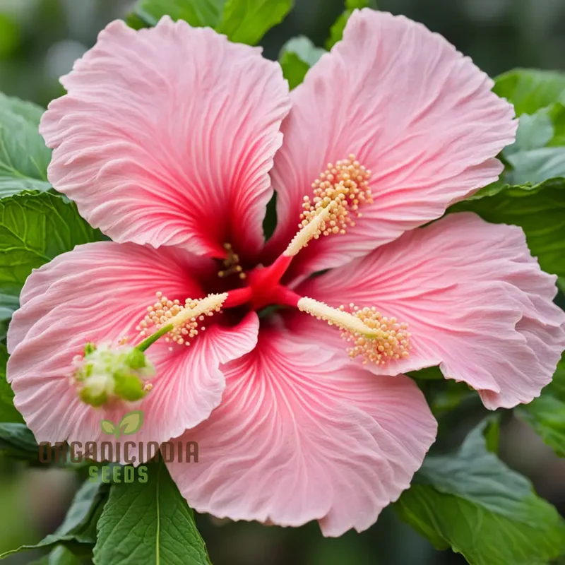 Pink Hibiscus Syriacus flower Seeds - Stunning Blooms for Vibrant Garden Beauty