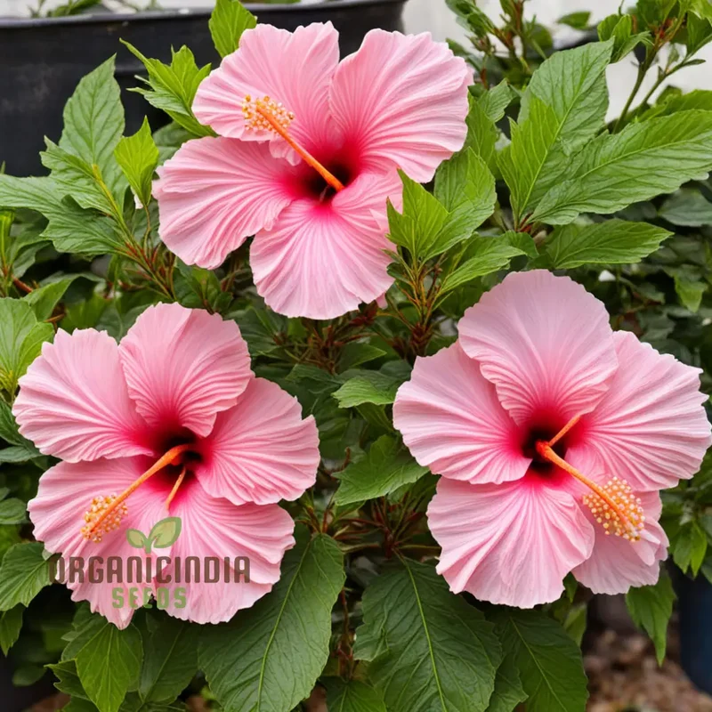Pink Hibiscus Syriacus flower Seeds - Stunning Blooms for Vibrant Garden Beauty