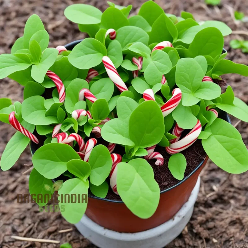 Candy Cane Sorrel (Oxalis Versicolor) Seeds – Add Vibrant Beauty to Your Garden with Striking Annual Flowers
