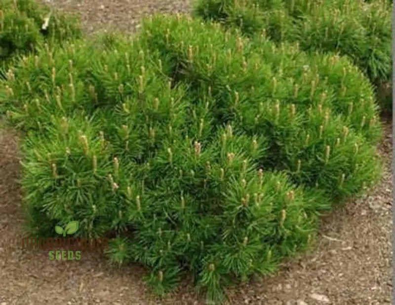 New Fresh 1pcs Green Mugo Pine Plant Seeds, Fresh 1pcs Green Mugo Pine Plant Seeds, Green Mugo Pine Plant Seeds, 1pcs Green Mugo Pine Seeds