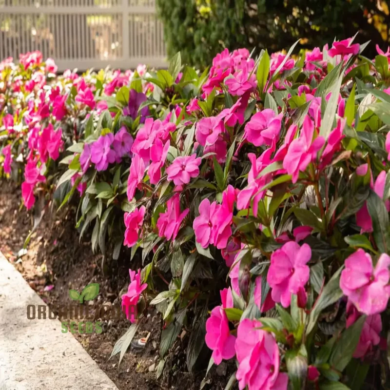 Guinea Flower Seeds – Unique Ornamental Blooms for Garden Planting