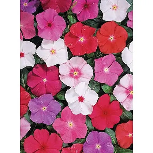 Guinea Flower Seeds – Unique Ornamental Blooms for Garden Planting