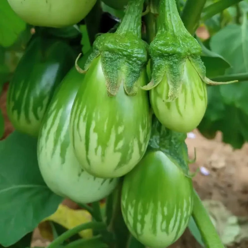Organic Green Brinjal Eggplant Seeds For Planting, Grow Fresh, Healthy, and Organic in Your Garden