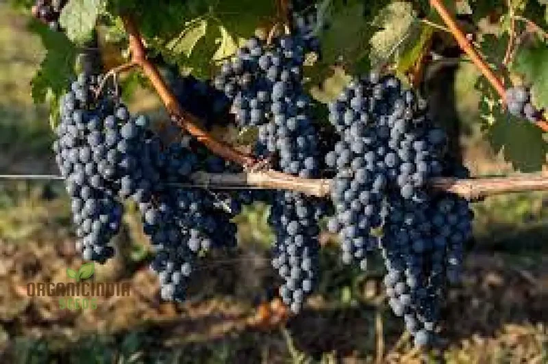 Grape Fruit Seeds for Planting, Enhance Your Garden with Fresh Grape Fruit Seeds