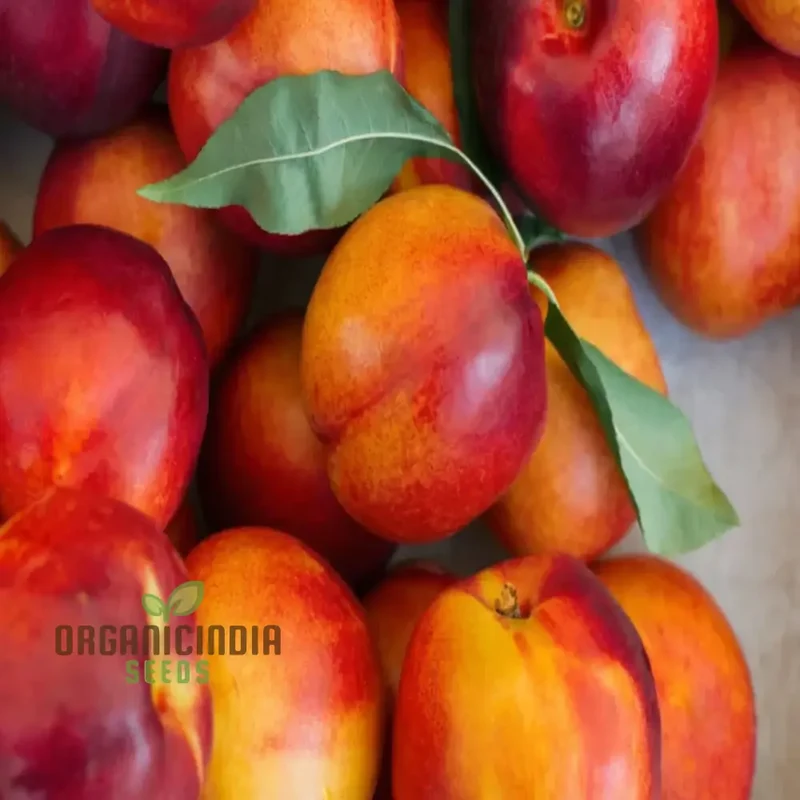 Red Nectarine Fruit Seeds for Planting, Cultivate Your Garden with Fresh and Flavorful Fruit Seeds
