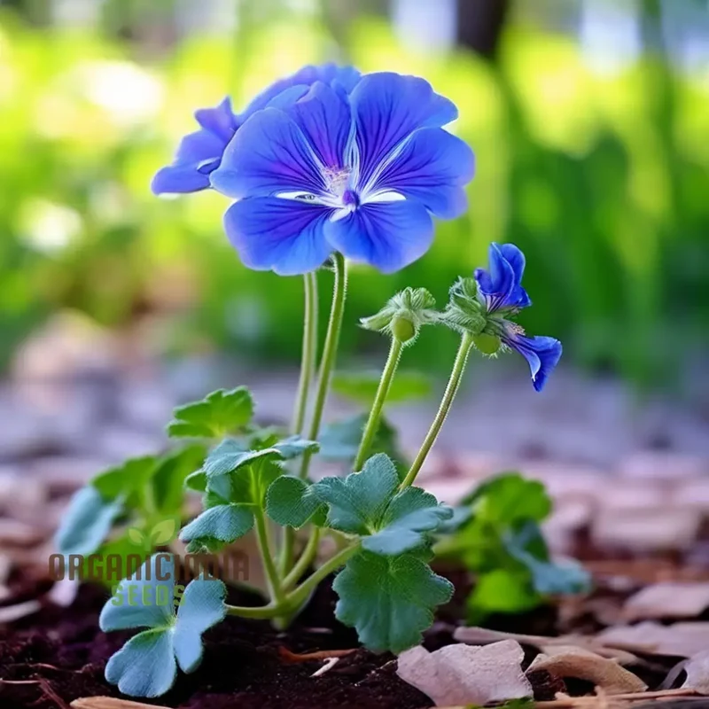 Geranium Flower Seeds - Bursting with Color and Fragrance, Premium Quality Seeds for Vibrant Gardens