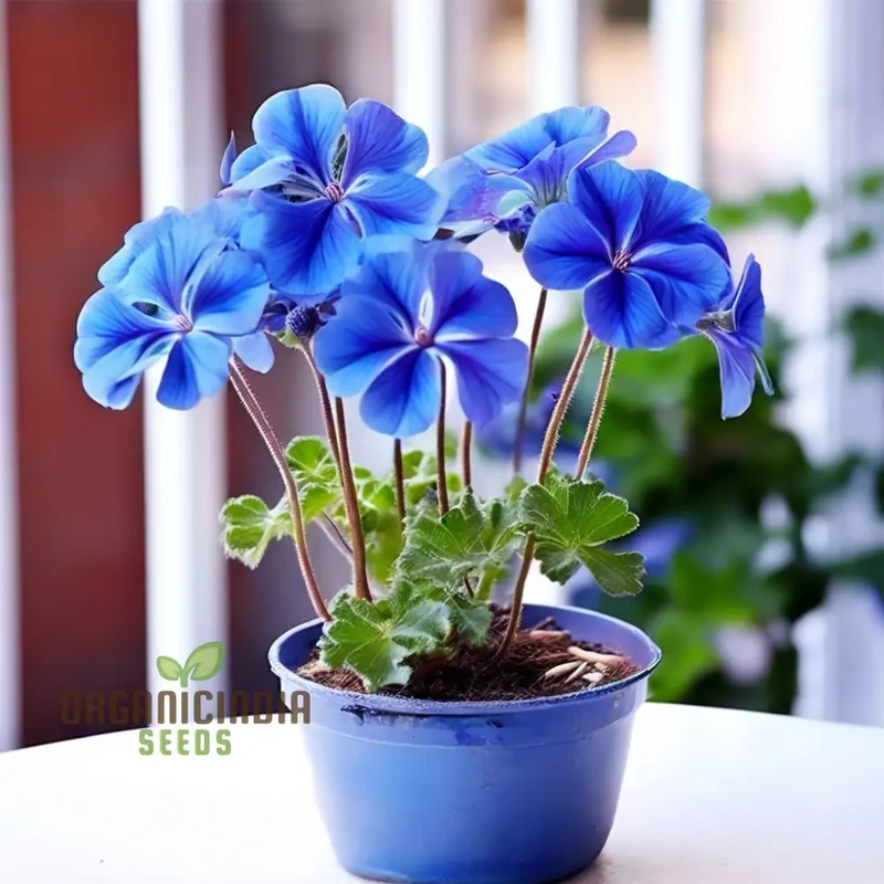 Geranium Flower Seeds - Bursting with Color and Fragrance, Premium Quality Seeds for Vibrant Gardens