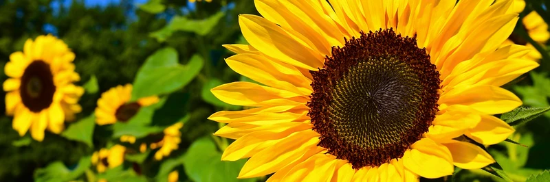 Sunflower Seeds – Tall Growing Variety for Vibrant Garden Blooms