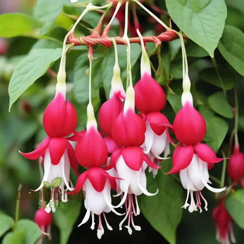 Red and White Fuchsia Flower Seeds – Enhance Your Garden with Stunning Cascading Blooms and Vibrant Colors