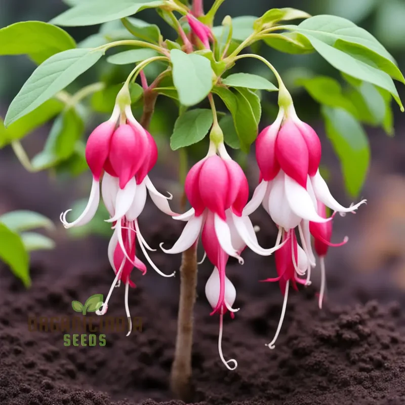 Red and White Fuchsia Flower Seeds – Enhance Your Garden with Stunning Cascading Blooms and Vibrant Colors
