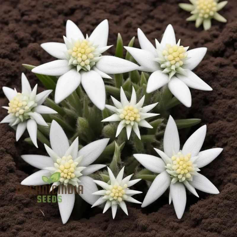 White Edelweiss Flower Seeds – Enhance Your Garden with Iconic, Delicate Blooms