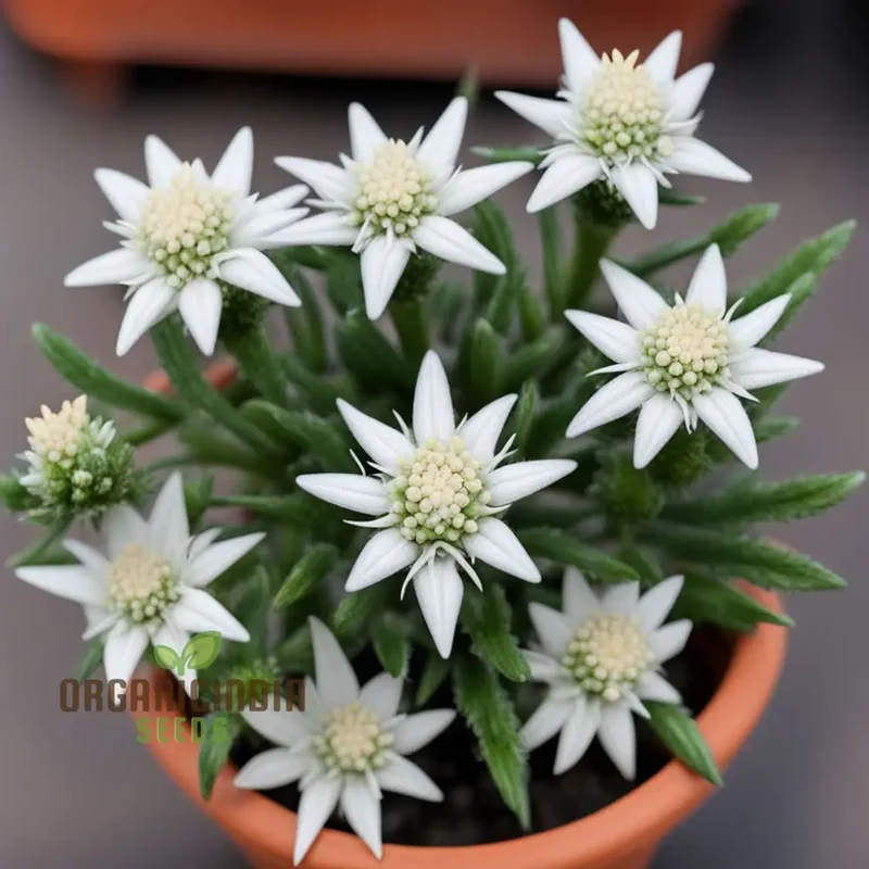 White Edelweiss Flower Seeds – Enhance Your Garden with Iconic, Delicate Blooms
