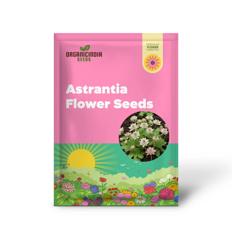 Astrantia Seeds – Masterwort Starry Blooms for Garden Planting