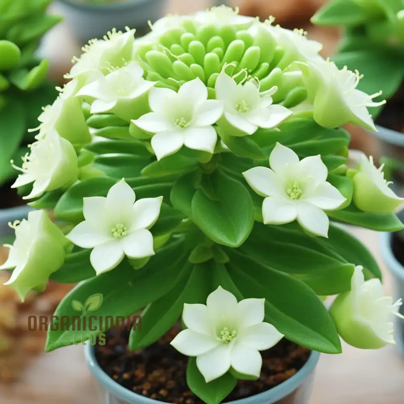 White Euphorbia Milii (Crown of Thorns) Flower Seeds Elevate Your Gardening with Unique, Resilient Blooms