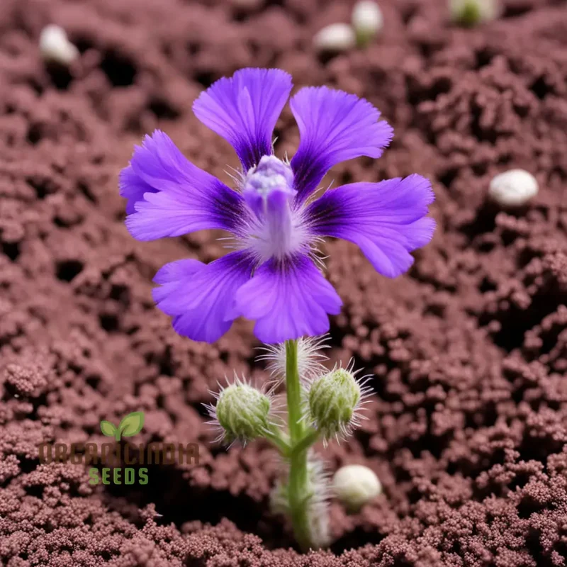 Purple Phacelia Flower Seeds For Planting