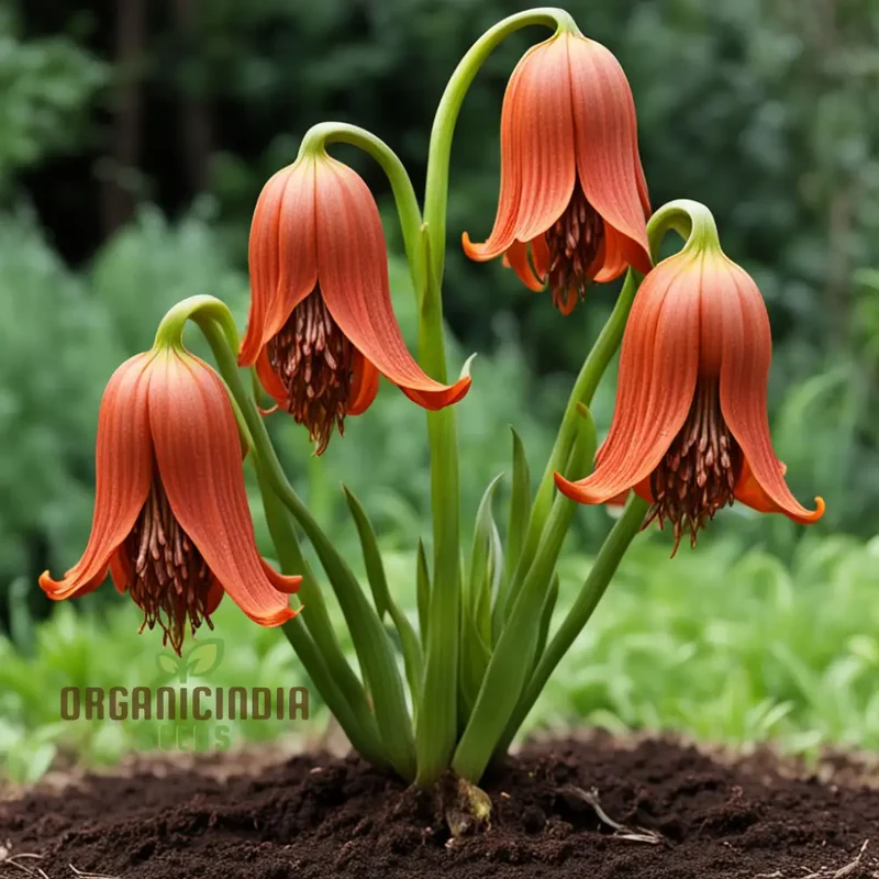 Red Lily Flower Seeds Elevate Your Gardening Experience with Majestic, Regal Blooms