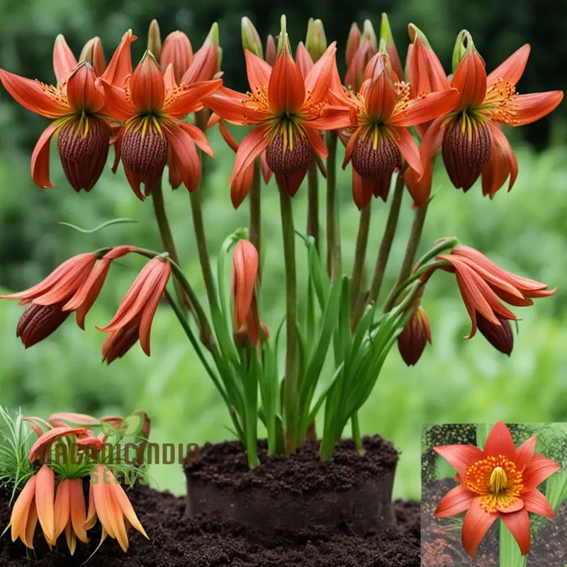 Red Lily Flower Seeds Elevate Your Gardening Experience with Majestic, Regal Blooms