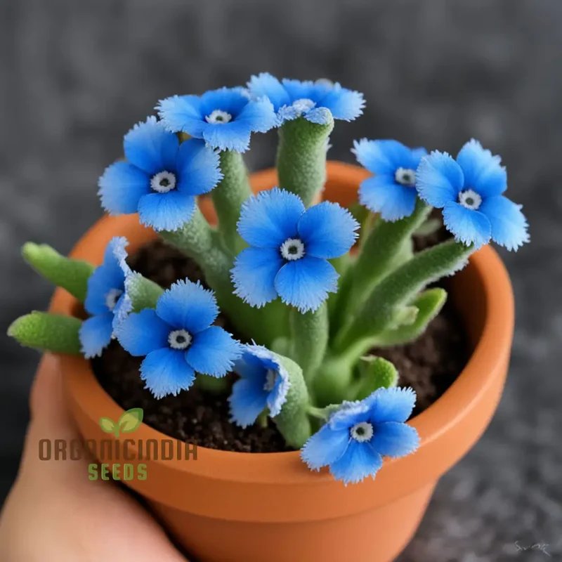 Blue Cynoglossum Flower Seeds Elevate Your Gardening Experience with Exquisite, Tranquil Blooms