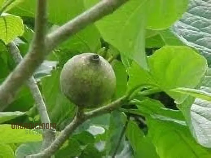 Fresh Genipa Americana Seeds, Green Genipa Americana Tree Seeds, 5pcs Genipa Americana Seeds, Fresh Tree Seeds, Green Tree Seeds