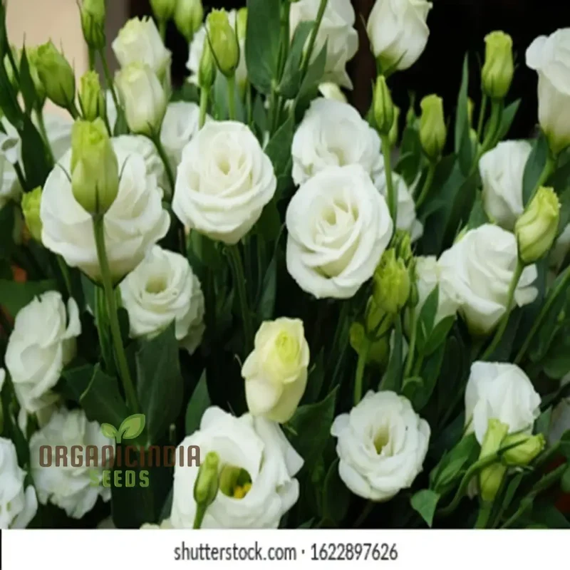 White and Pink Eustoma (Lisianthus) Flower Seeds for Planting