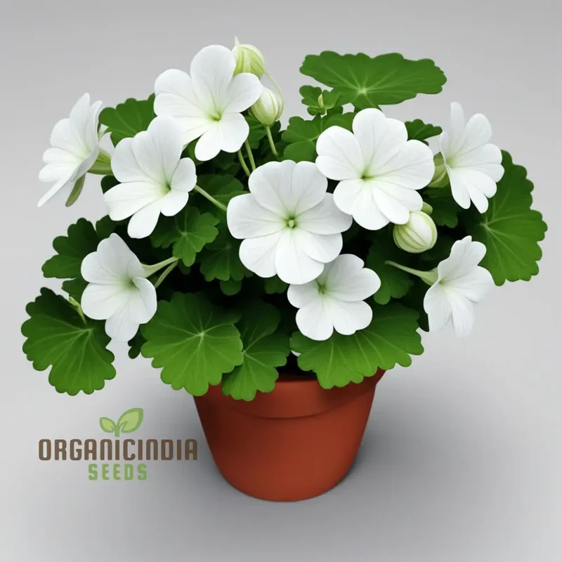 White Geranium Seeds – Pelargonium Seeds for Elegant Garden Blooms