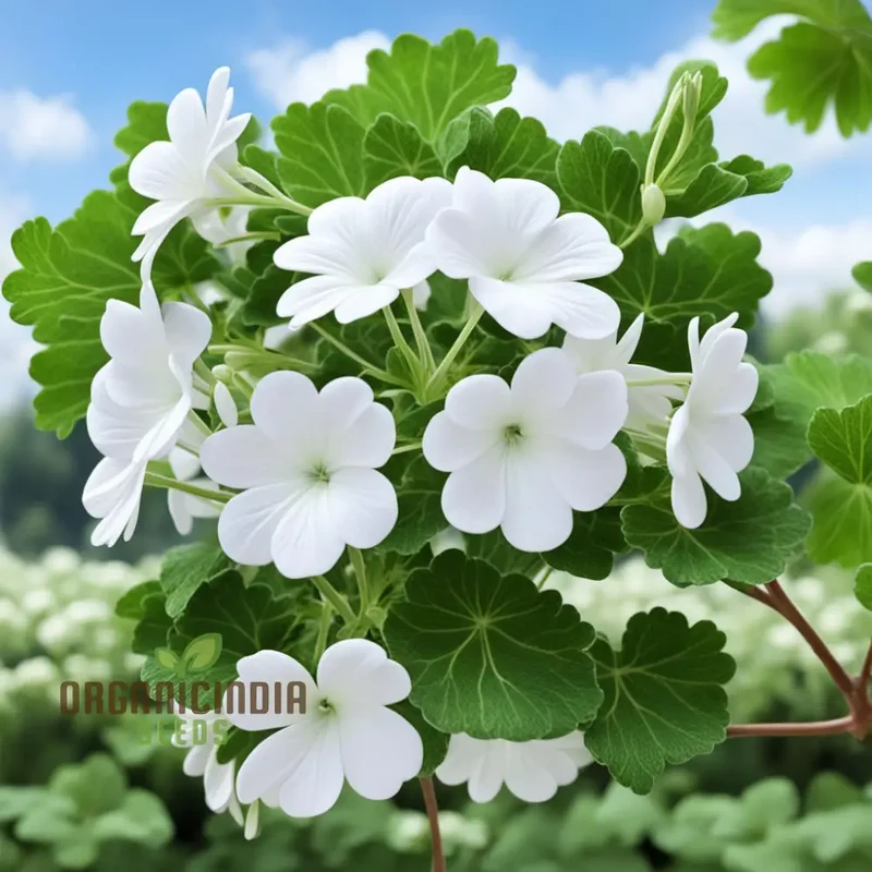 White Geranium Seeds – Pelargonium Seeds for Elegant Garden Blooms