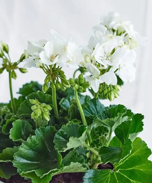 White Geranium Seeds – Pelargonium Seeds for Elegant Garden Blooms