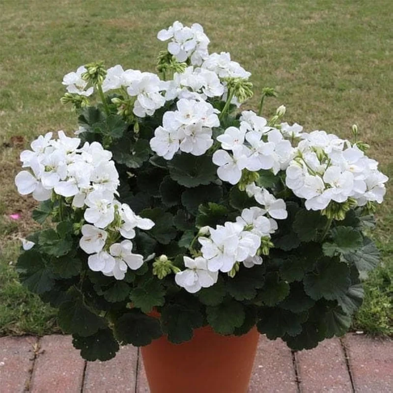 White Geranium Seeds – Pelargonium Seeds for Elegant Garden Blooms
