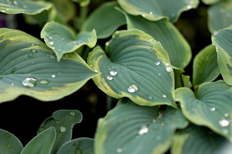 Hosta Lily flower Seeds for Planting Elevate Your Gardening Experience with Stunning, Long lasting Blooms