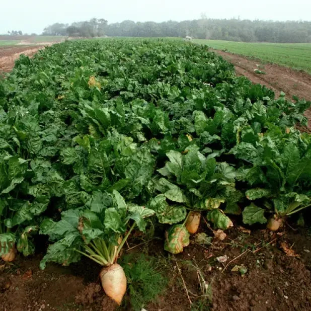 Organic White Beet Root Vegetable Seeds For Planting, Pure, Fresh, and Certified for Your Garden