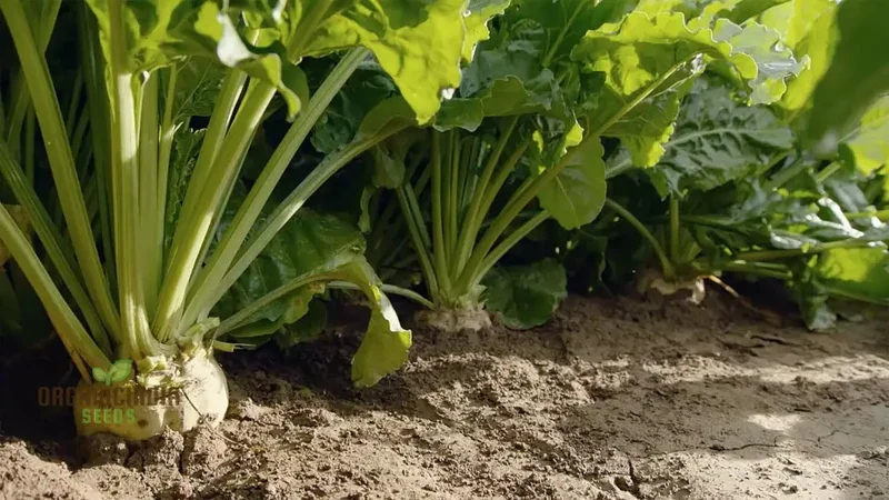 Organic White Beet Root Vegetable Seeds For Planting, Pure, Fresh, and Certified for Your Garden