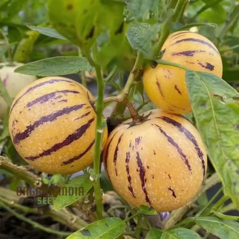 Pepion Solanum Muricate Fresh Fruit Seeds, Melon Tree Pepion Seeds For Planting