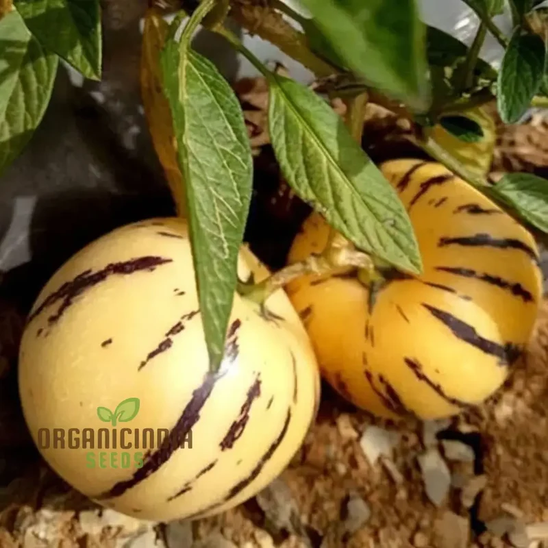 Pepion Solanum Muricate Fresh Fruit Seeds, Melon Tree Pepion Seeds For Planting