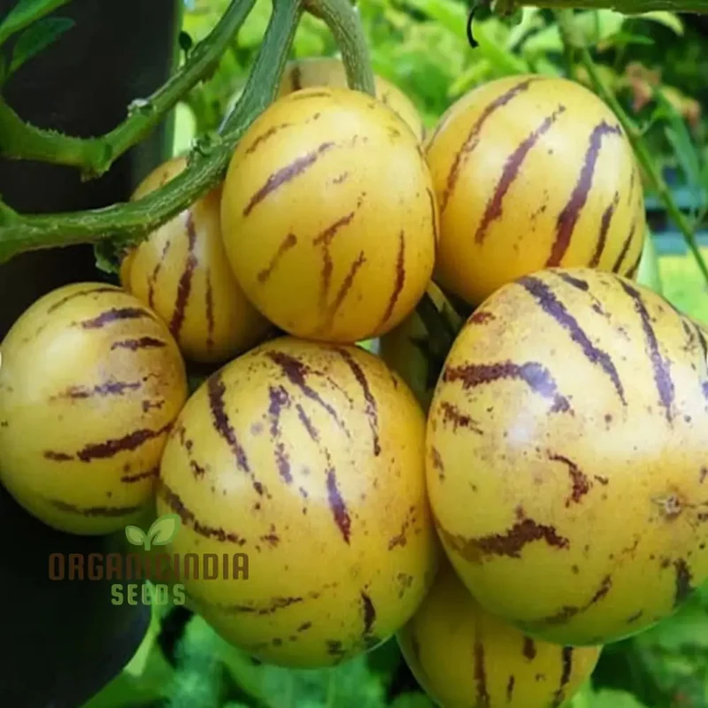Pepion Solanum Muricate Fresh Fruit Seeds, Melon Tree Pepion Seeds For Planting