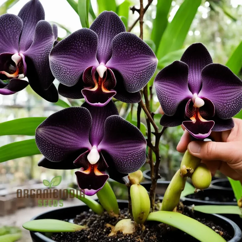 Black Orchid Flower Seeds, Transform Your Gardening Experience with Rare, Stunning Blooms