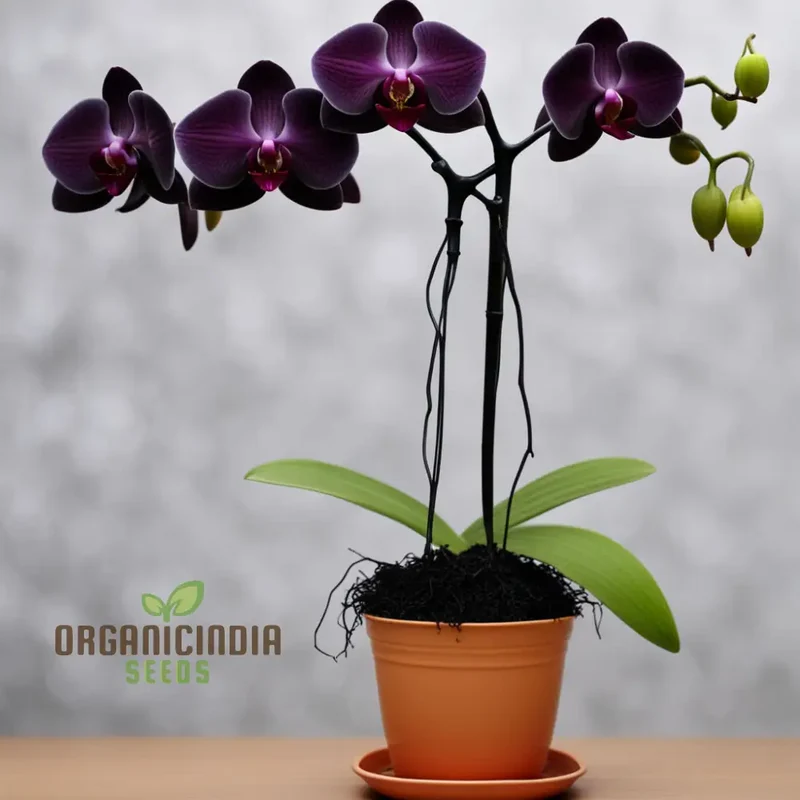 Black Orchid Flower Seeds, Transform Your Gardening Experience with Rare, Stunning Blooms