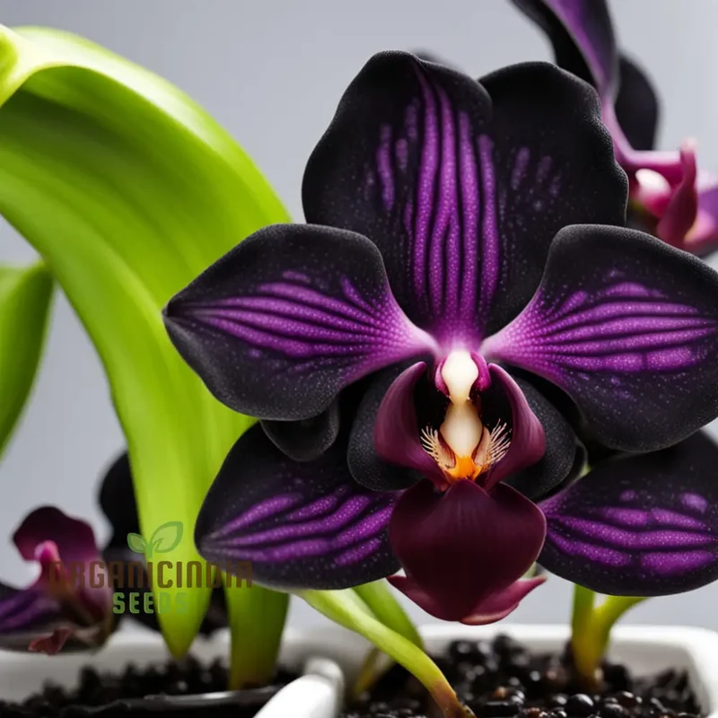 Black Orchid Flower Seeds, Transform Your Gardening Experience with Rare, Stunning Blooms