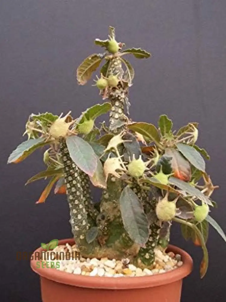 Green Dorstenia Foetida Seeds 100pcs , Indoor Planting, Fresh Seeds