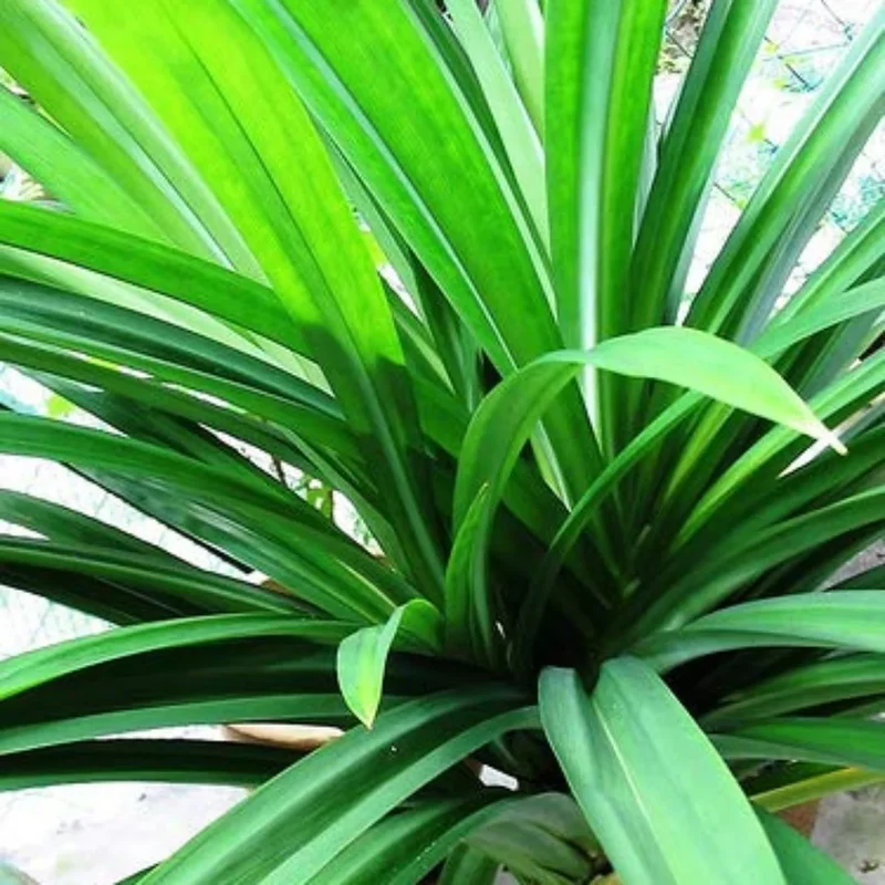 Fresh Pandan Seeds,Pandanus Amaryllifolius, Seeds from Vietnam for Culinary Use