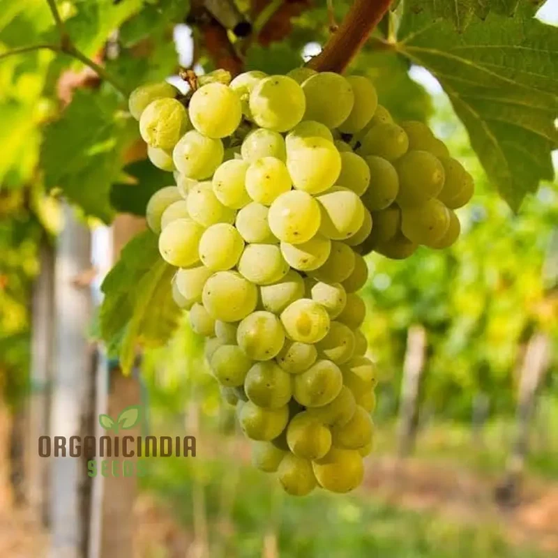 Green Grape Fruit Seeds for Planting, Cultivate Your Garden with Exotic Fruit Seeds