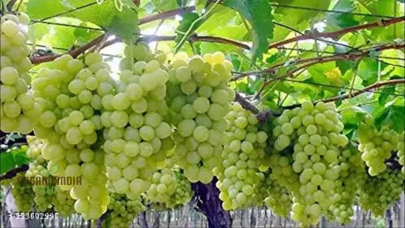 Green Grape Fruit Seeds for Planting, Cultivate Your Garden with Exotic Fruit Seeds