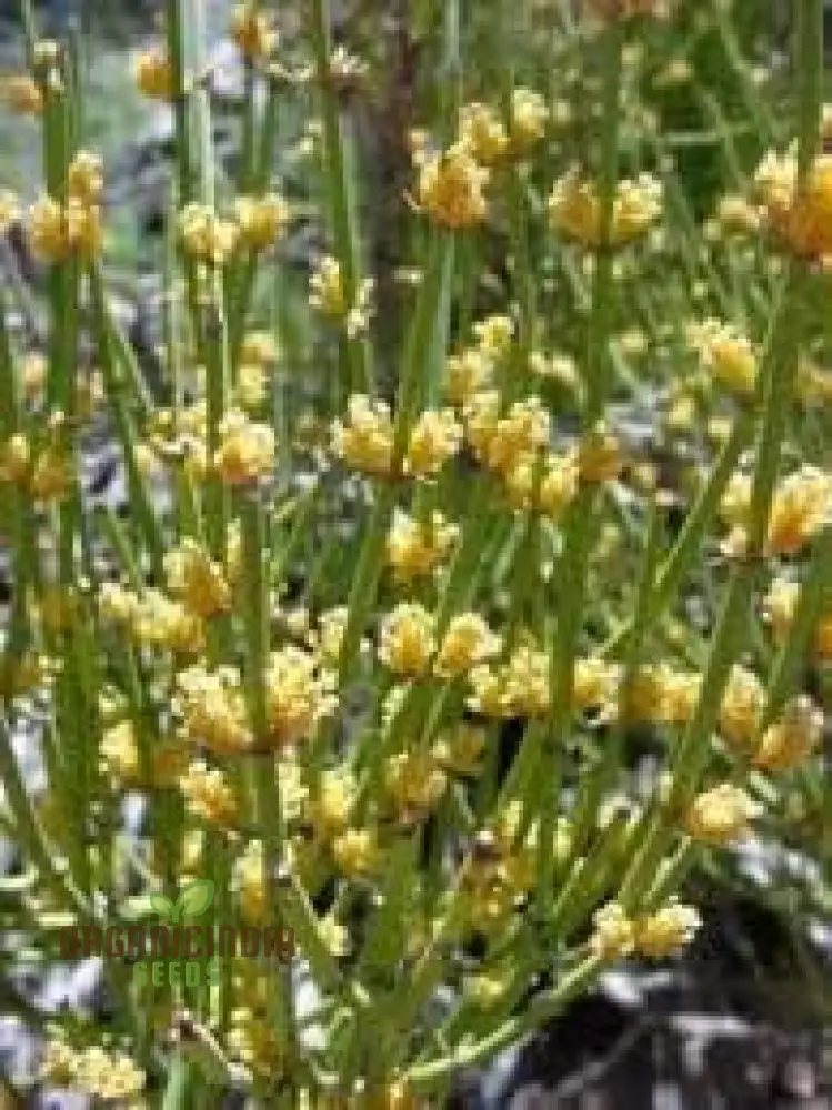 Nevada Mormon Tea Plant Seeds, Nevada Mormon Tea Plant Seeds, Ephedra Nevadensis Seeds, Desert Plant Seeds