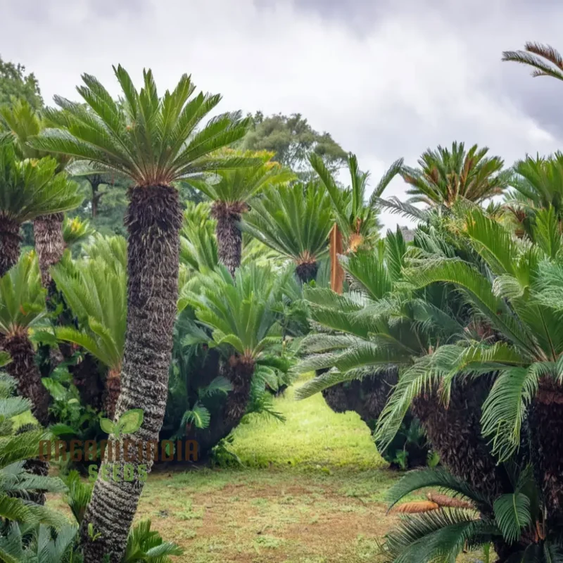 Cycads Tree Seeds for Planting – Tropical Evergreen Foliage, Exotic Palm-Like Growth, Premium Quality Seeds