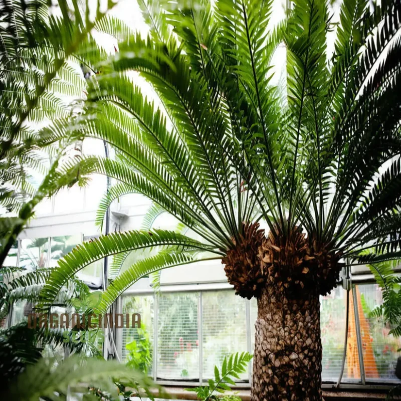 Cycads Tree Seeds for Planting – Tropical Evergreen Foliage, Exotic Palm-Like Growth, Premium Quality Seeds