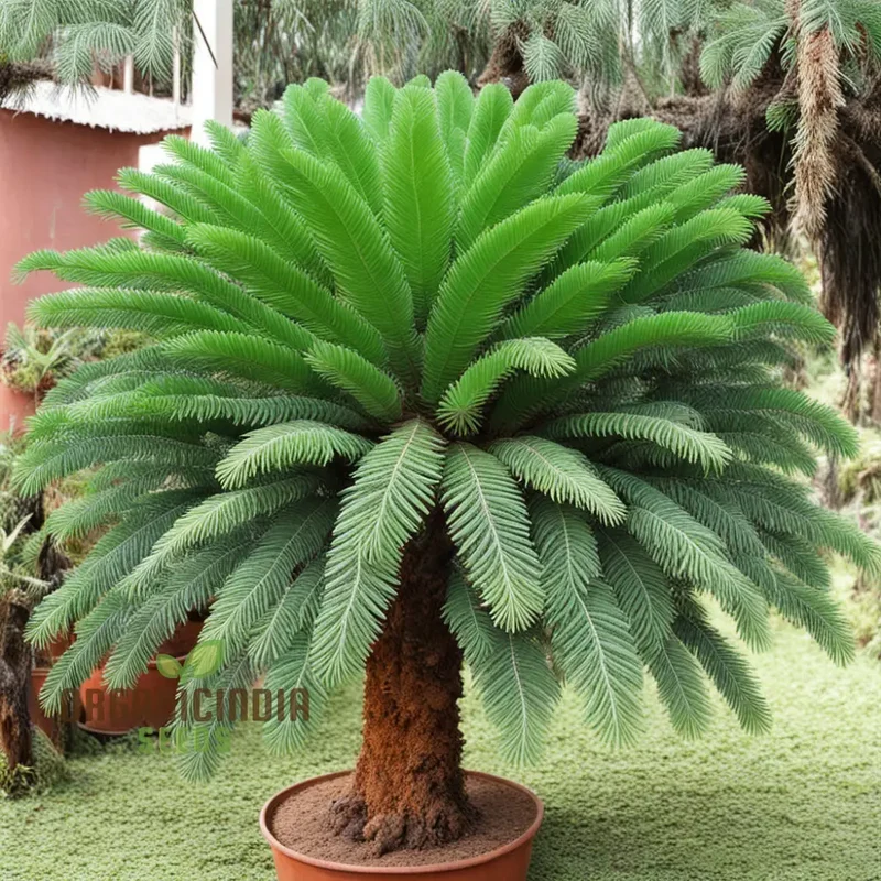 Cycads Tree Seeds for Planting – Tropical Evergreen Foliage, Exotic Palm-Like Growth, Premium Quality Seeds