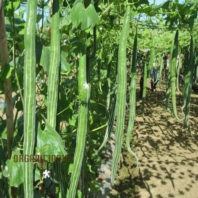 Green Snake Gourd Vegetable Seeds For Planting, Grow Exotic Green Snake Gourd, Fresh Vegetable Seeds for Your Garden