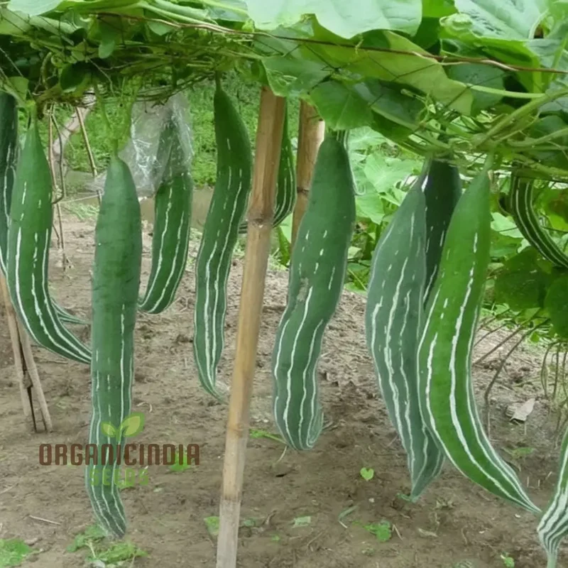 Green Snake Gourd Vegetable Seeds For Planting, Grow Exotic Green Snake Gourd, Fresh Vegetable Seeds for Your Garden