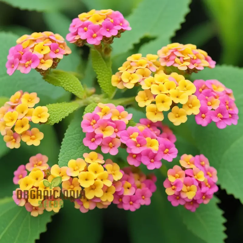Yellow-Pink-Orange Lantana Flower Seeds For Planting Elevate Your Gardening with a Burst of Color and Beauty